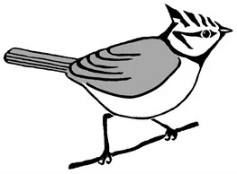 Natur- und Vogelschutzverein Höngg